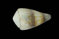 藏品(柳絲芋螺)的圖片